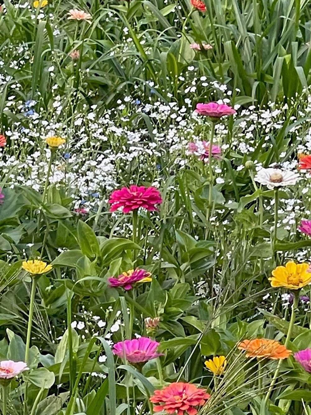 Knee High Meadow Mix
